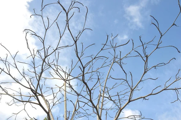 Tree branch — Stock Photo, Image