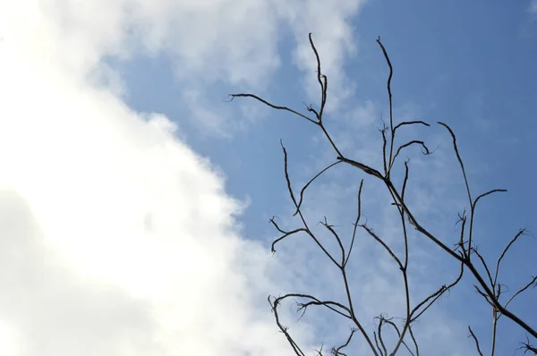 Ramo albero — Foto Stock