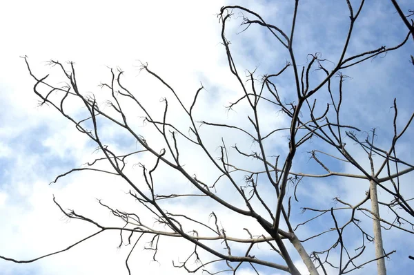 Tree branch — Stock Photo, Image