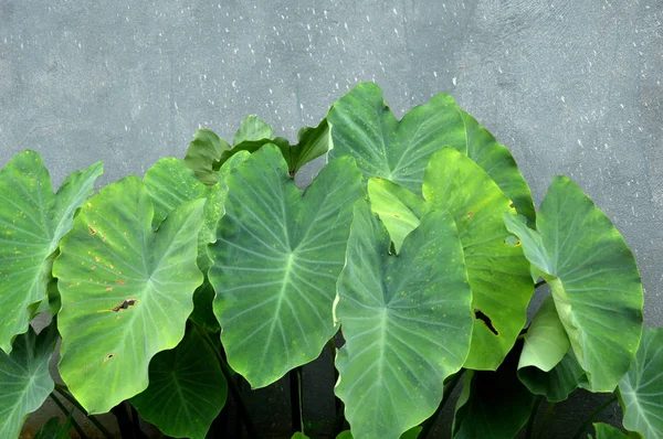 Taro blad — Stockfoto