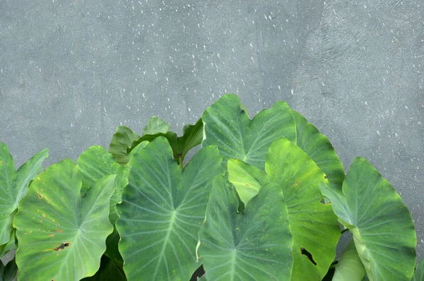 토 란 잎 — 스톡 사진