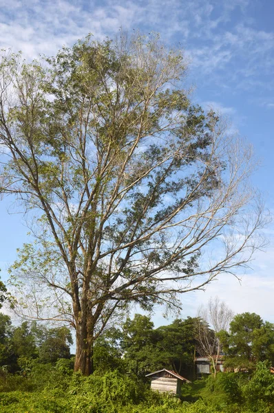 Большое дерево — стоковое фото