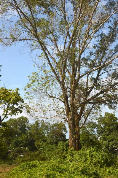 Big tree — Stock Photo, Image