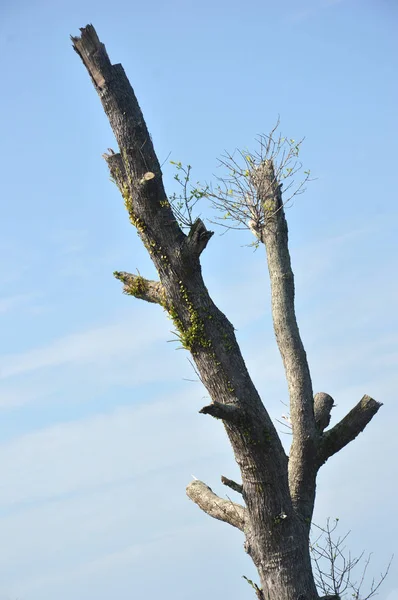 Trädstam — Stockfoto