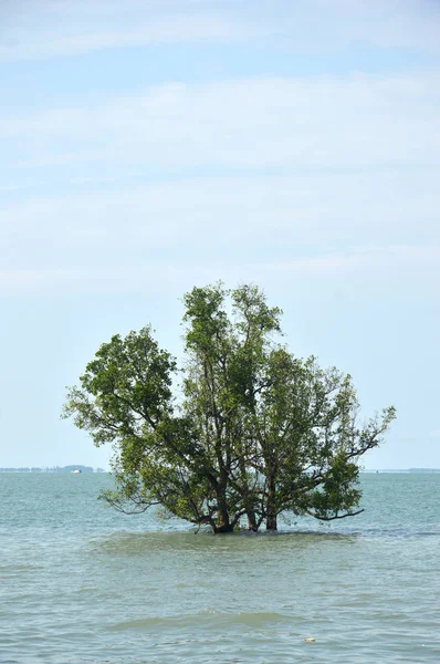 マングローブの木 — ストック写真