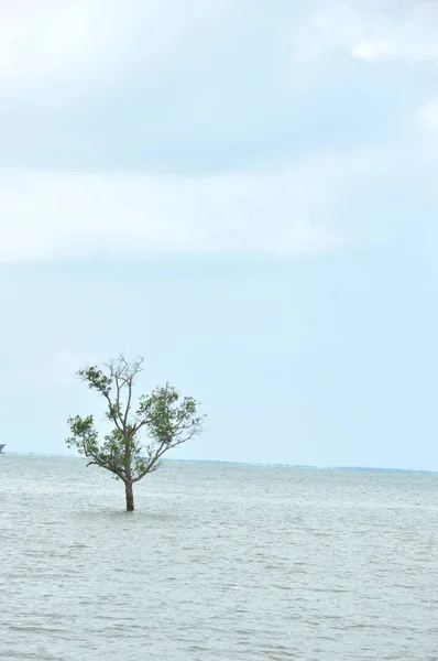 Mangrove trees — Stock Photo, Image