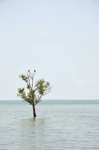 Mangrovenbäume — Stockfoto