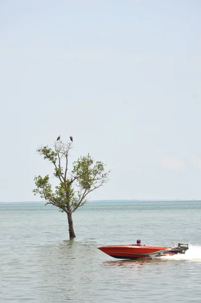 Mangrovenbäume — Stockfoto