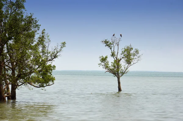 Mangrovenbäume — Stockfoto