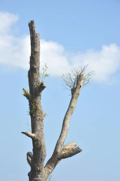 Tronc d'arbre — Photo