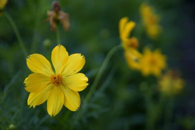 Kasımpatı çiçeği