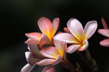 Frangipani çiçekler