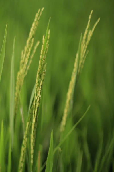 Paddy... — Fotografia de Stock