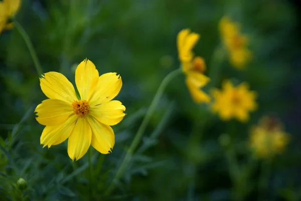 Flor de crisantemo —  Fotos de Stock