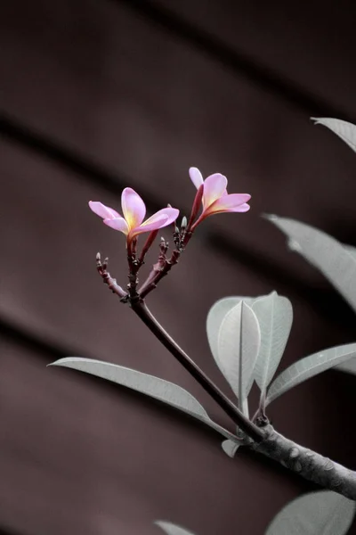Квіти червоного жасмину — стокове фото