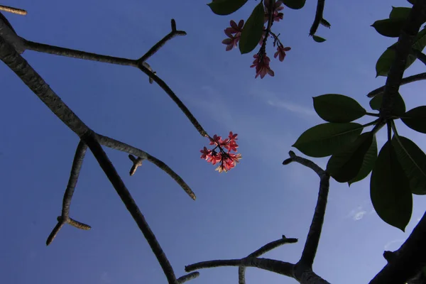 Flores de Frangipani — Fotografia de Stock