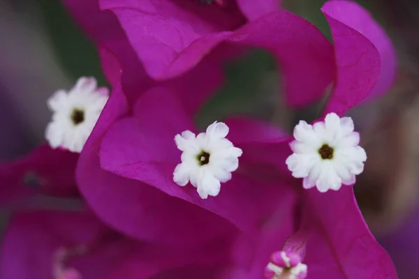 Μπουκαμβίλια spectabilis — Φωτογραφία Αρχείου