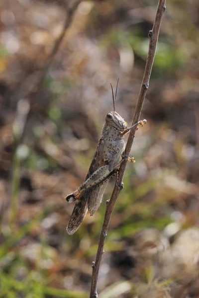 Grasshopper — Stock Photo, Image