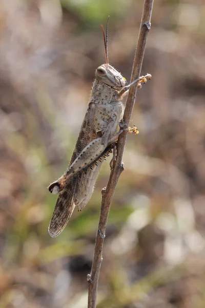 Çekirge — Stok fotoğraf