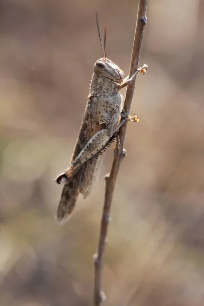 Grasshopper — Stock Photo, Image