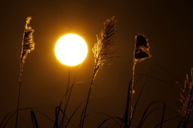 Gün batımında çimenler