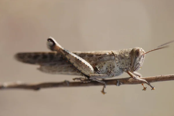 Grasshopper — Stock Photo, Image