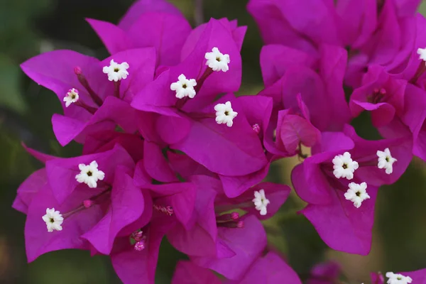 Bougainvillea spectabilis — Stock Photo, Image