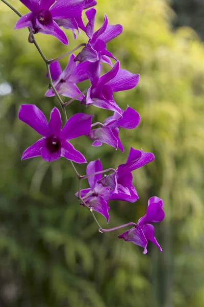 Dendrobium ορχιδέας — Φωτογραφία Αρχείου