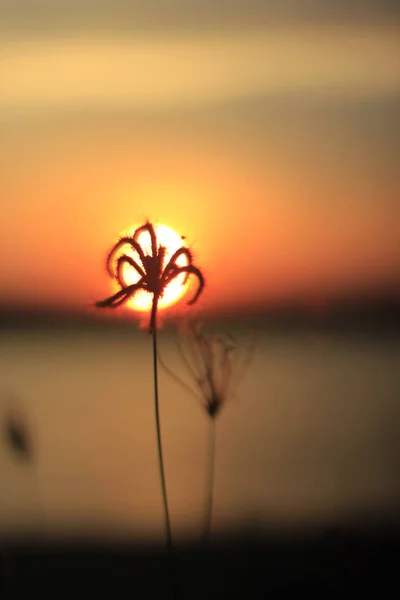 L'herbe au coucher du soleil — Photo