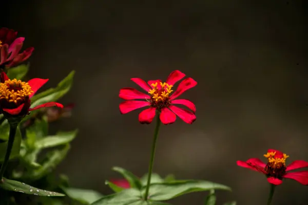 Kasımpatı çiçeği — Stok fotoğraf