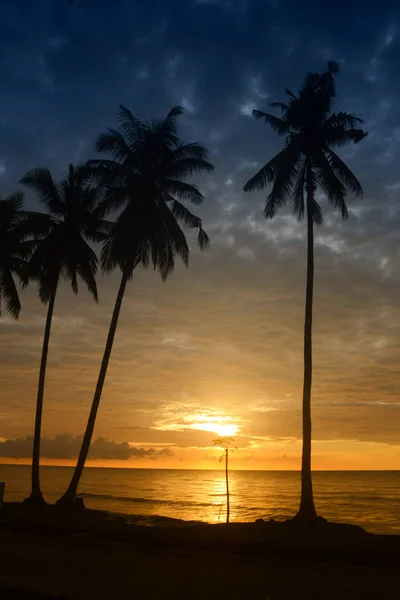 Palmeras — Foto de Stock