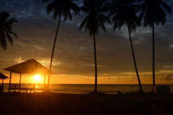 Palmeras — Foto de Stock