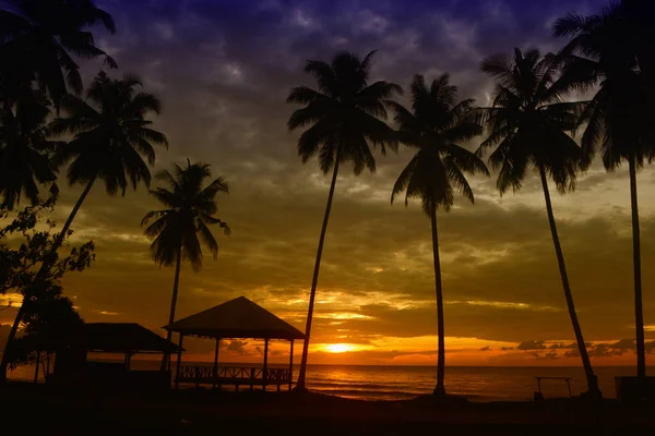 Palmeras — Foto de Stock