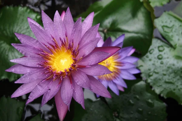 Lotus flower — Stock Photo, Image