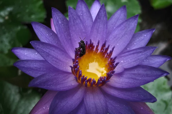 Lotus flower — Stock Photo, Image