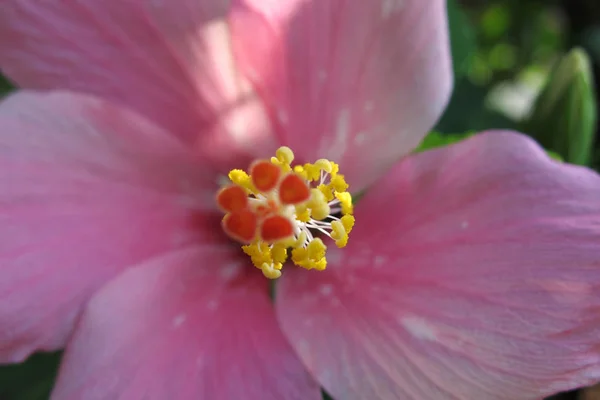 Roze Hibiscus Bloem — Stockfoto