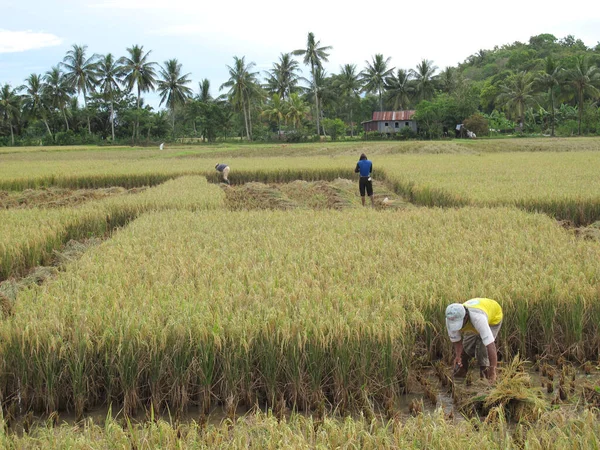 Barru Indonesia 10Th April 2013 Paddy Farmers Traditionally Harvest Paddy — Stock Photo, Image