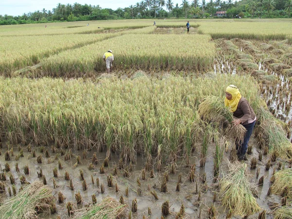 Barru Indonesia 2013 재배하는 농부들 전통적으로 수확한다 — 스톡 사진