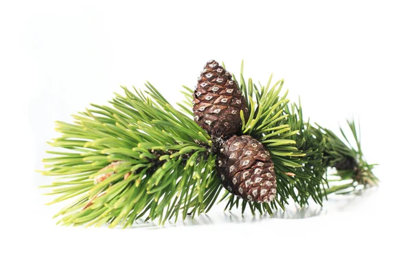 Cones Branch Isolated White — Stock Photo, Image