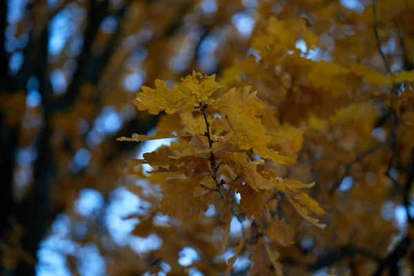 Őszi Fák Park Közelében — Stock Fotó