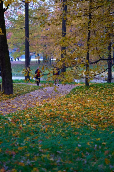 Bright Autumn Leaves Ground Background — Stock Photo, Image