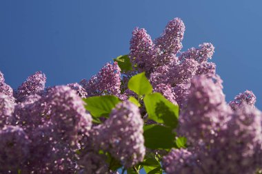 Bahar sırasında parlak leylak çiçeği