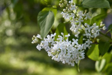 Bahar sırasında parlak leylak çiçeği