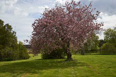 Kiraz ağacı erken bahar çiçeği                                