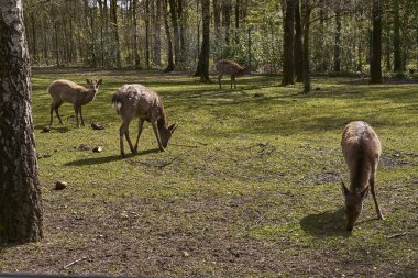 Geyikler parkta yürüyen bir grup