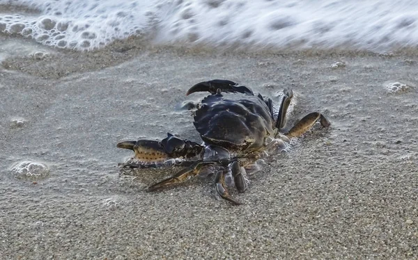 Caranguejo Pequeno Está Andando Praia Perto Onda Mar — Fotografia de Stock