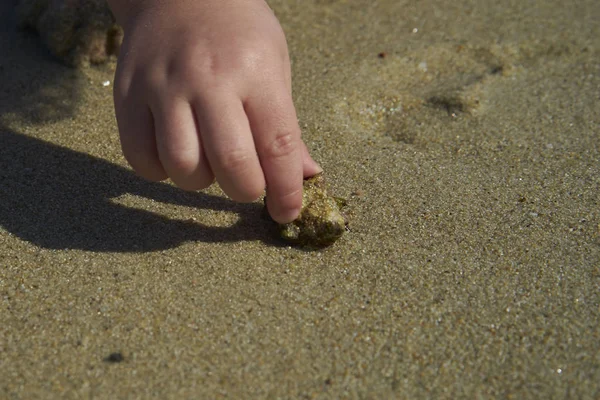 Caranguejo Pequeno Está Andando Praia Perto Onda Mar — Fotografia de Stock