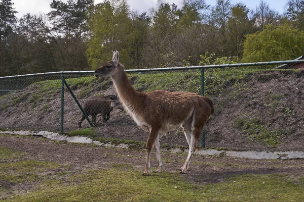 The curious lama meets people in the safari park