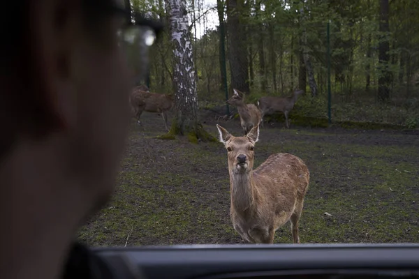 The curious deer meets people in the safari park