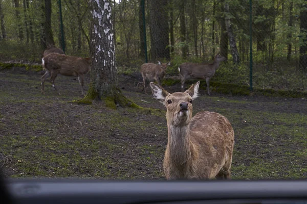 Kíváncsi Szarvas Megfelel Emberek Szafari Park — Stock Fotó